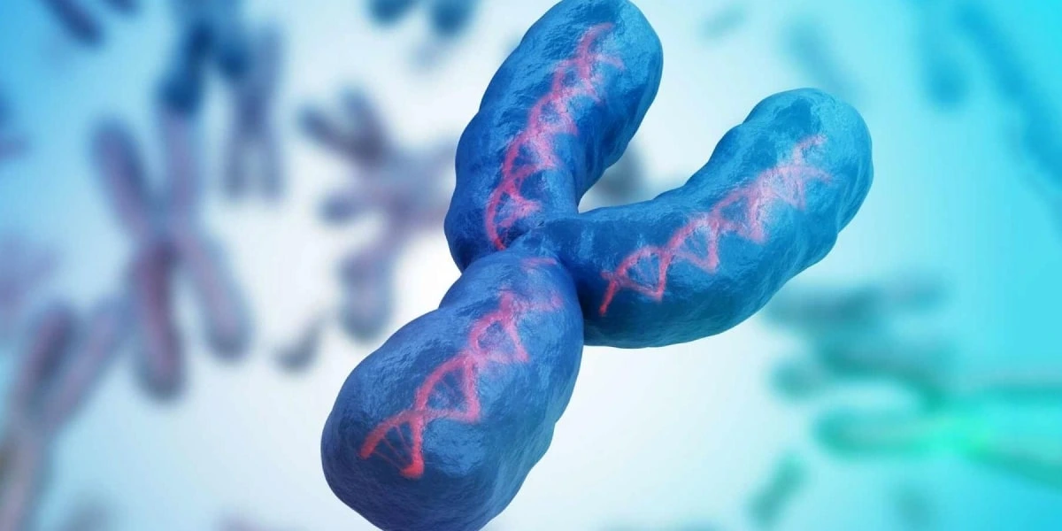 Y Chromosomes - नवीन अभ्यासाने वैज्ञानिकांना केले चकित, पुरुषांमध्ये झपाट्याने कमी होत आहे